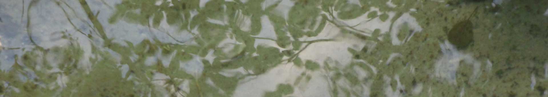 Himmel spiegelt sich zwischen im Wasser schwimmender Blätter. Symbolbild für Hypnosetherapie.